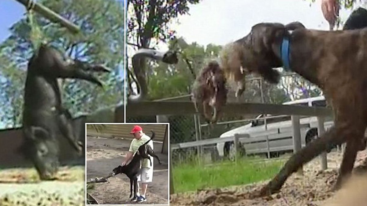 Stop Dog Racing Australia tweet media