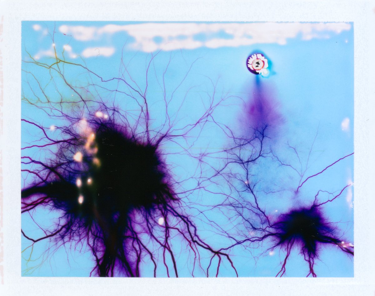 pixelform's tweet photo. High Voltage Image Making
1. HVIM 001 - FujiFilm FP-100C + 15K VAC
2. HVIM 011 - FujiFilm FP-100C + 15K VAC
3. HVIM 015 - FujiFilm FP-100C + 15K VAC
https://t.co/lzQEYhjyMC
#analogfilm #imageobjects #colorfilm #photography #fujifilm #phillipstearns https://t.co/LEgNDBzeoH