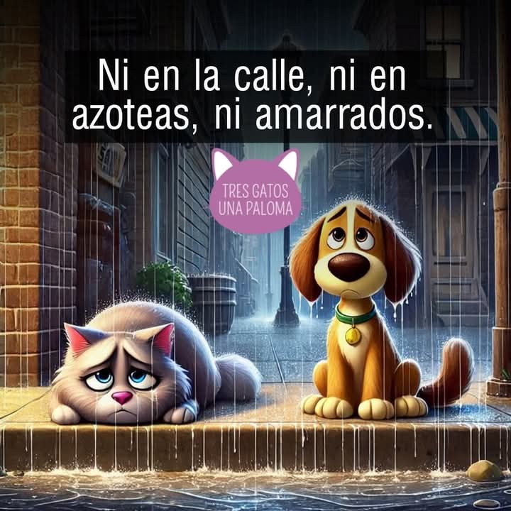 GRamirezF_D12's tweet photo. DALES UN TRATO DIGNO, AMABLE Y AMOROSO, SON SERES SINTIENTES COMO TÚ Y COMO YO. https://t.co/oRADpfLCqR
