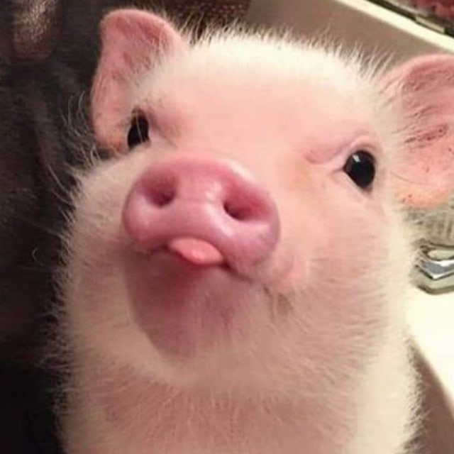 <a href="/patty_fi/">PattyIce</a> Who needs women when you have $PINKY, cutest piggy on solana

ca: EpeyRTsVLGo9XBci2MPtbg8pAPUwXRbpQHyMysjkpump