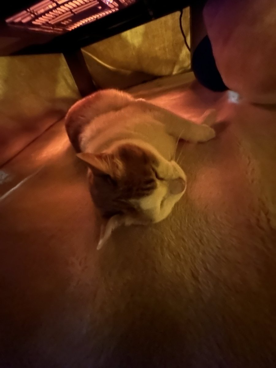 kani_codm's tweet image. 今年もよろしくお願いします🐈