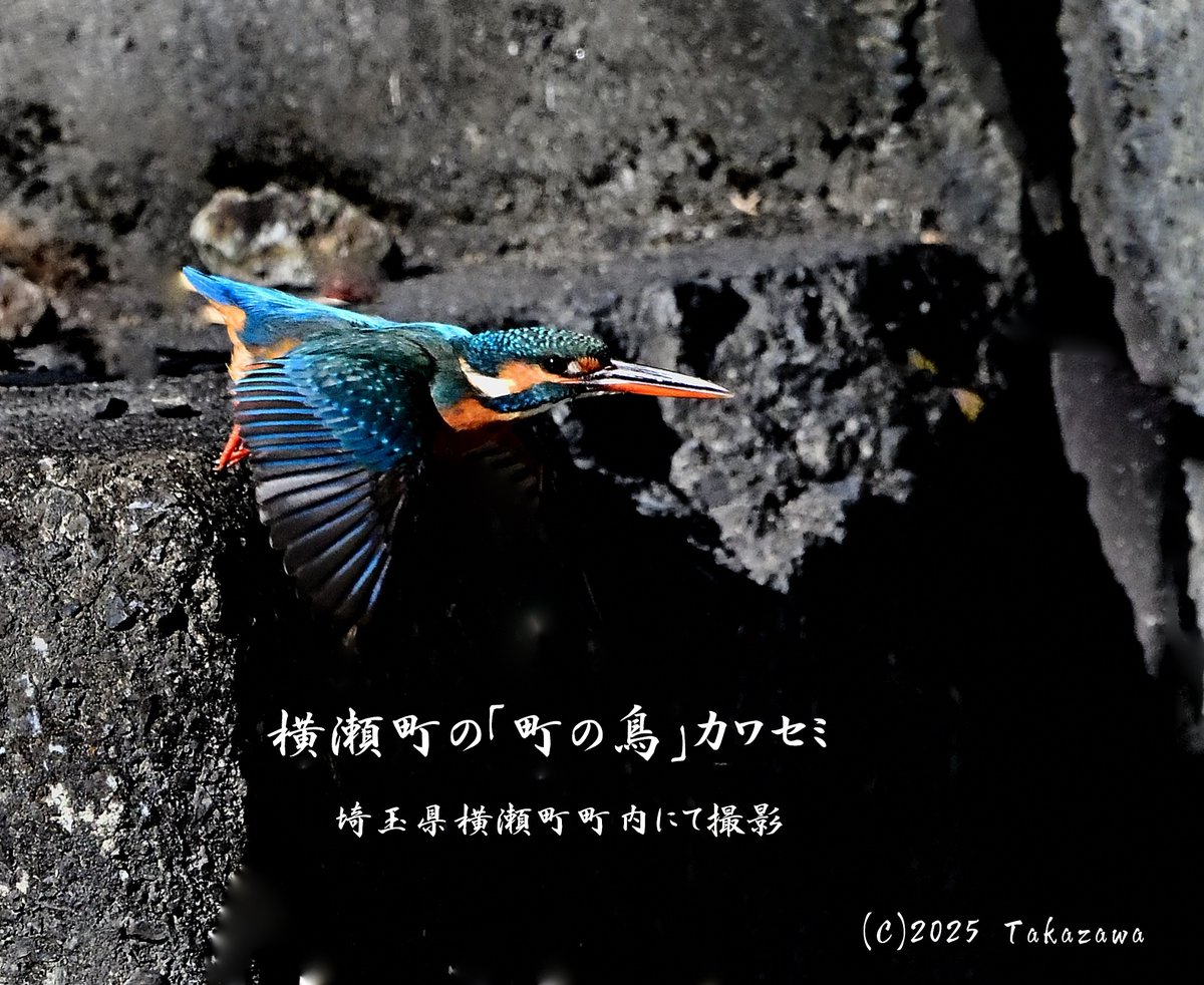 横瀬町のカワセミを撮ったぞ！ 埼玉県横瀬町の「町の鳥」は、平成元年