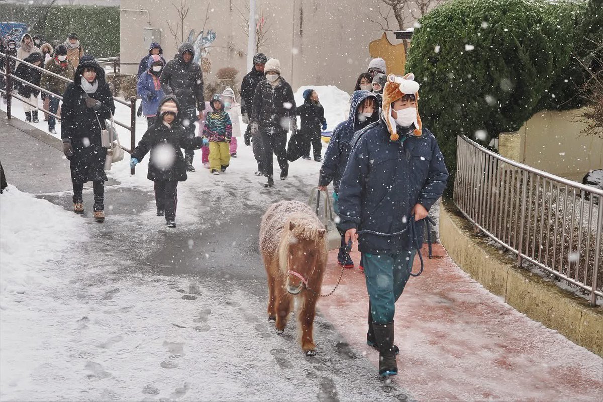【雪の動物園がスタート！】
今シーズンの冬期開園が始まりました。ラマたちがお客さまをお出迎えしたほか、カピバラの湯っこやポニーの園内散歩など冬ならではのイベントを開催！
雪の動物園は2月24日(月)までの土日祝日に開催しますので、ぜひご来園ください☃