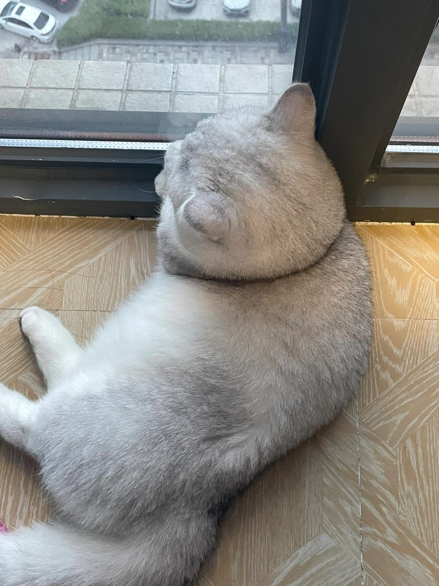 美奈ちゃん (@dillocssyson) on Twitter photo 