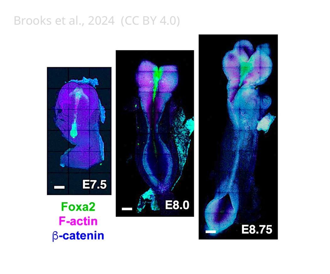 eLife - the journal tweet media