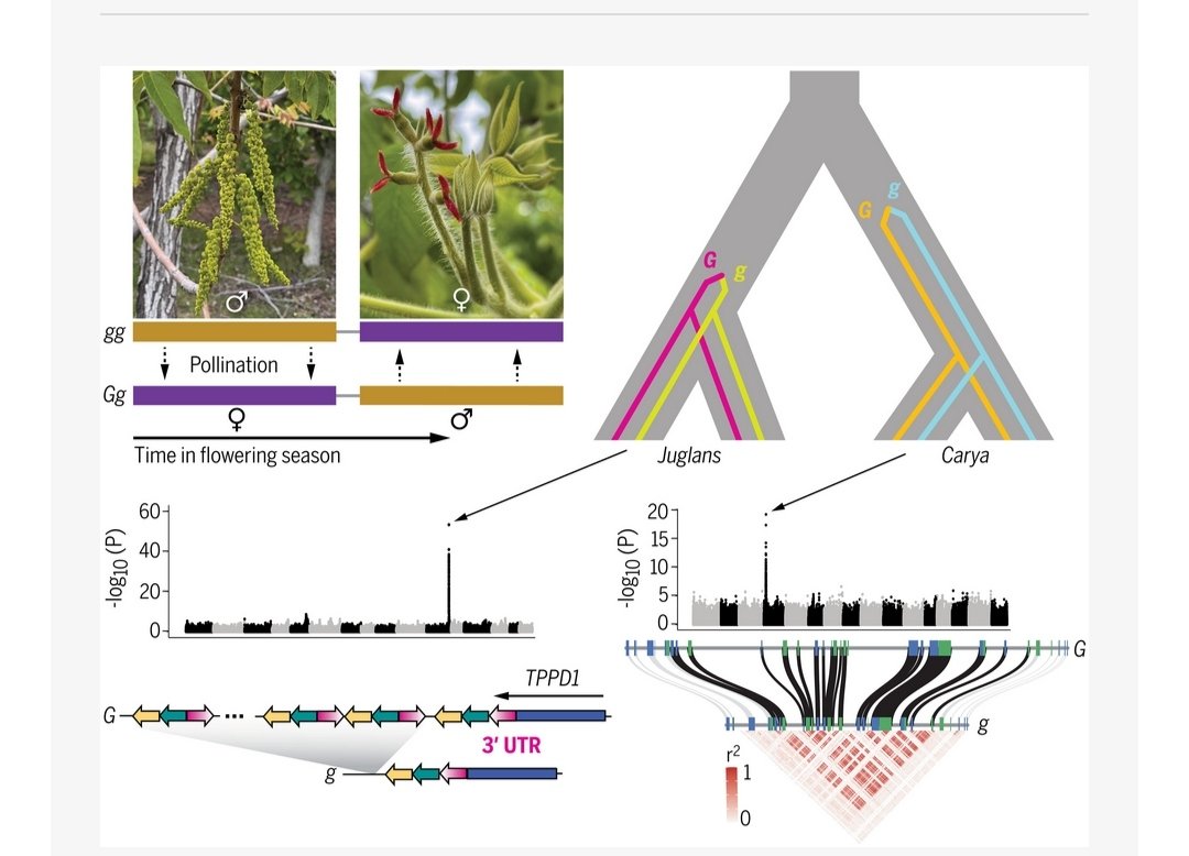 Widiez Thomas 🌽 (@thomaswidiez) on Twitter photo A plant 🌱 story on the cover of <a href="/ScienceMagazine/">Science Magazine</a>
➡️ Ancient structural variants control sex-specific flowering time morphs in walnuts and hickories
📖science.org/doi/10.1126/sc… A plant 🌱 story on the cover of <a href="/ScienceMagazine/">Science Magazine</a>
➡️ Ancient structural variants control sex-specific flowering time morphs in walnuts and hickories
📖science.org/doi/10.1126/sc…