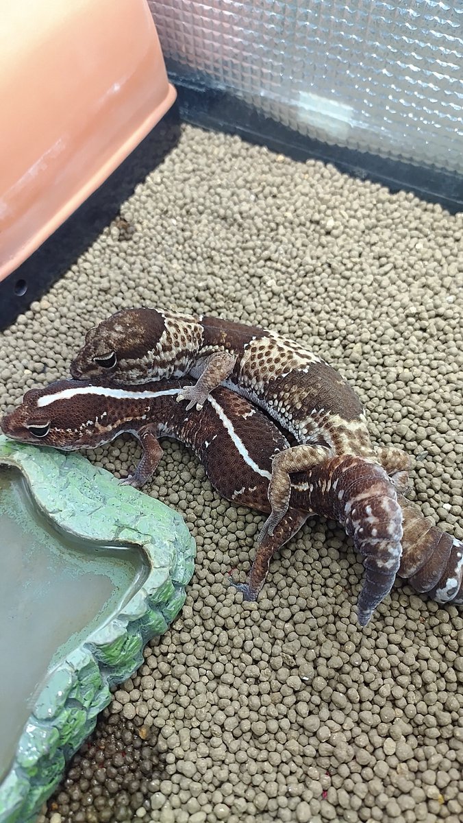 アフ蔵くんとシロ美ちゃん🤩
さあ～て上手くいったのかな～❓️😙