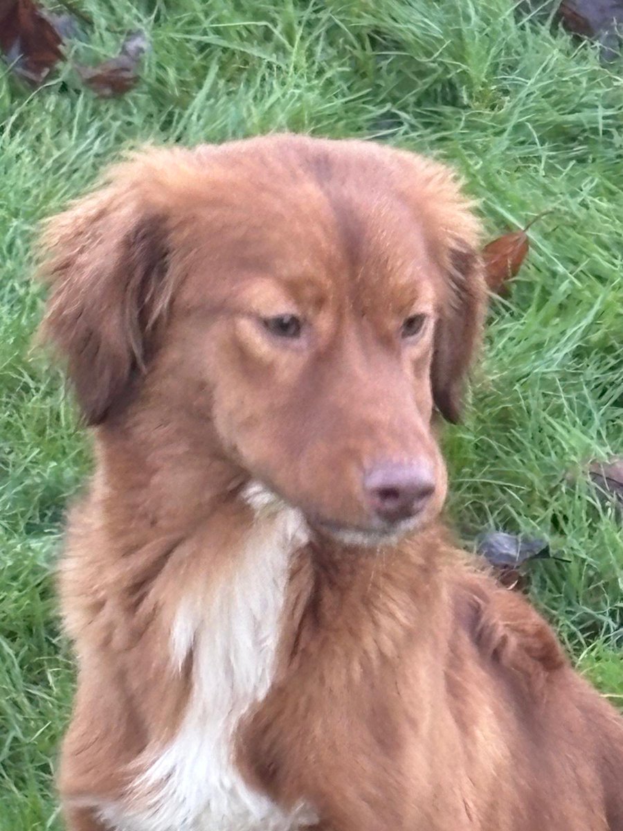 MADRA Mutts Anonymous Dog Rescue & Adoption tweet media