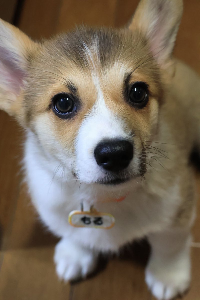 mol_thecorgi's tweet image. This dog is a baby corgi.
 It is a good upper eye👀

#corgi #corgipuppy #corgination #corgicommunity #puppy