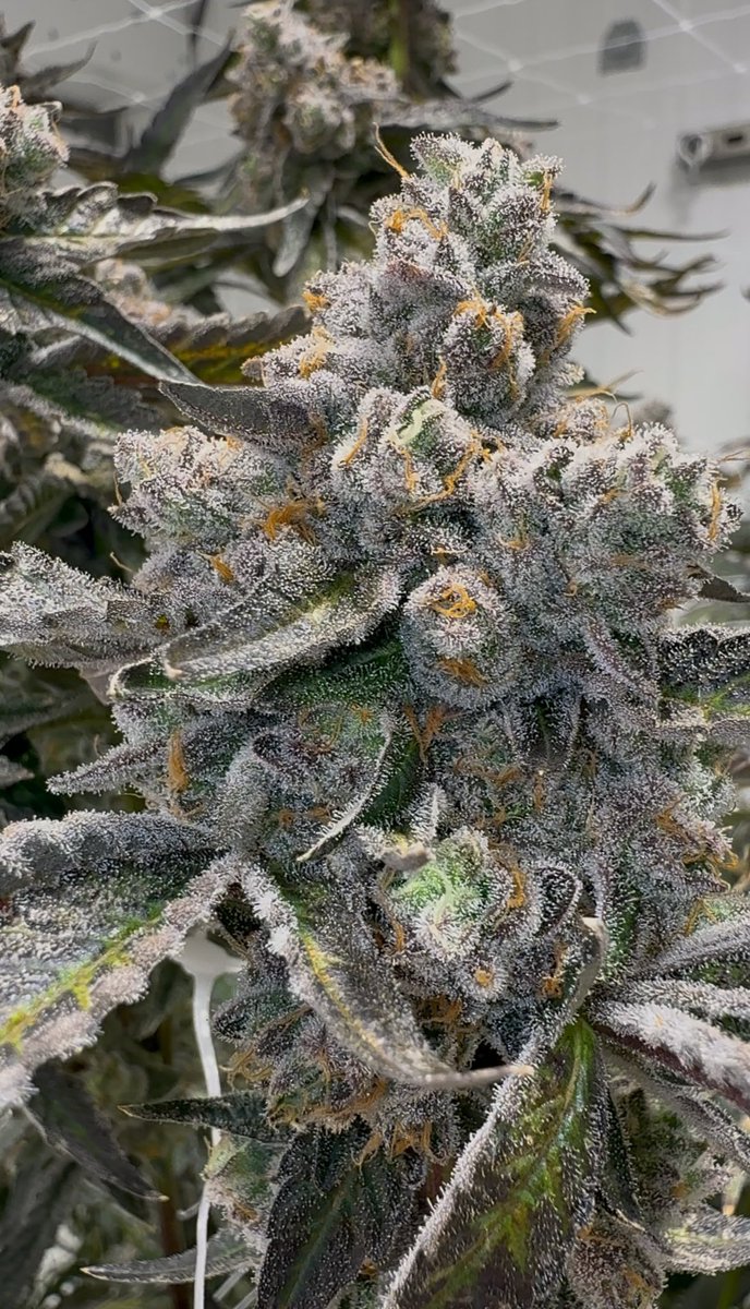 Permanent Marker x Gello Shotz is looking promising and smelling crazy loud Candy/Gas #seedjunky #dedicatedtothedank