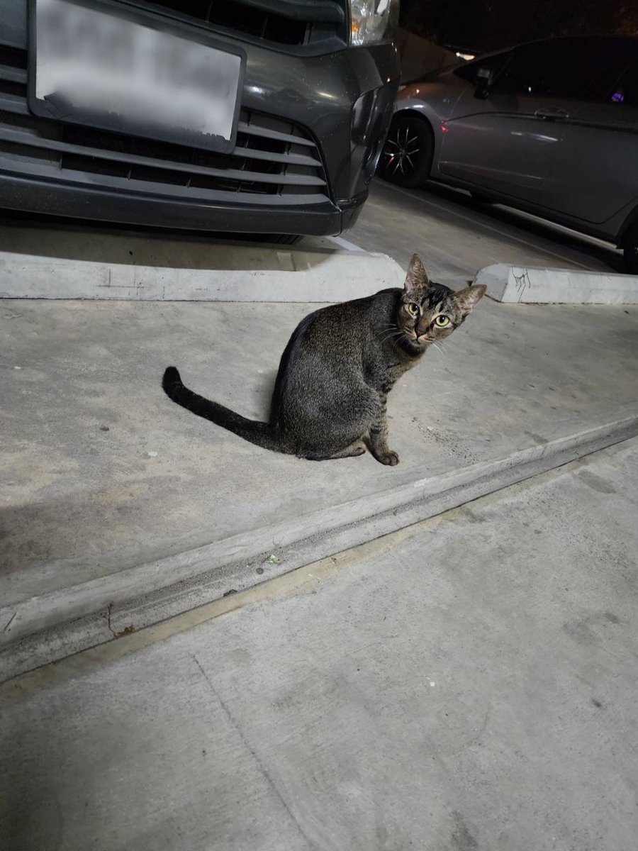 iwannabeurmeow's tweet photo. หาบ้านให้น้องแมวค่ะ พิกัดอุดมสุข ขอคัดบ้านนะคะ เด็กๆขี้อ้อนค่ะ มี 3 ตัว อยู่ใต้คอนโด กลัวว่าอนาคตจะมีหมามากัดเพราะเคยเห็นน้องมีรอยกัดมาค่ะ #แมว #หาบ้านให้แมว #หาบ้านให้น้องแมว https://t.co/Oi0SOH3bjS
