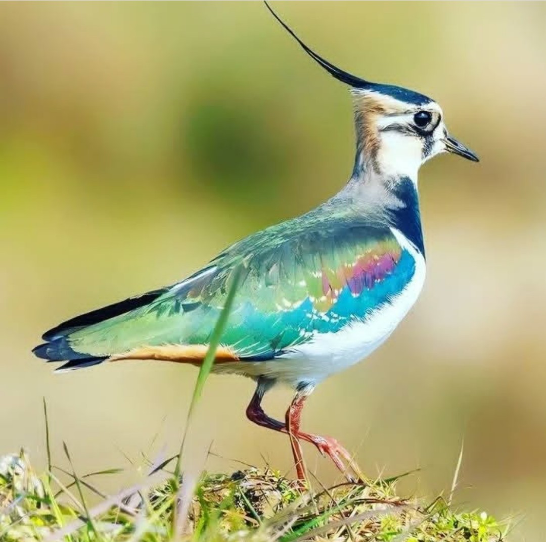 🦜 Northern lapwing 

#birds #birdwatching #photograghy #BirdsOfTwitter