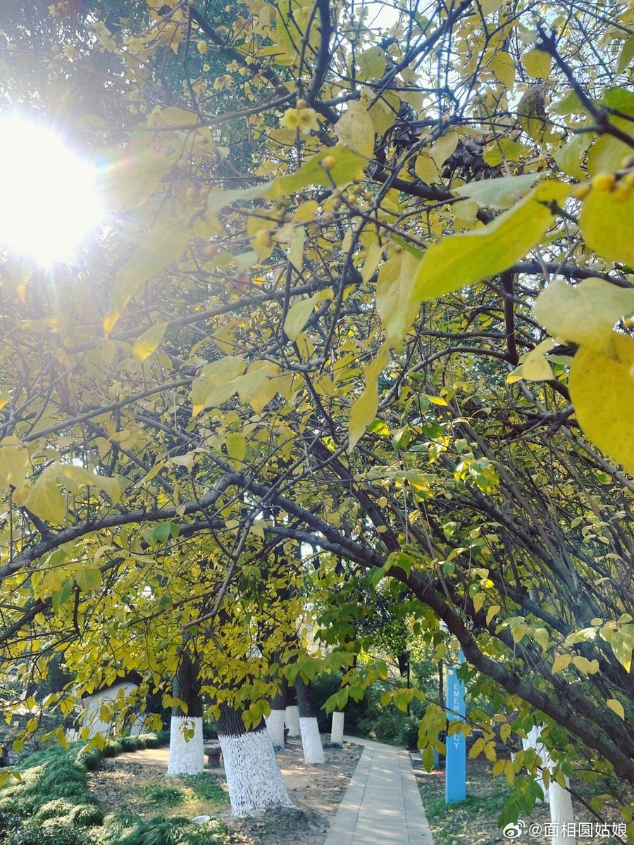 The wintersweet is ripe and fragrant.