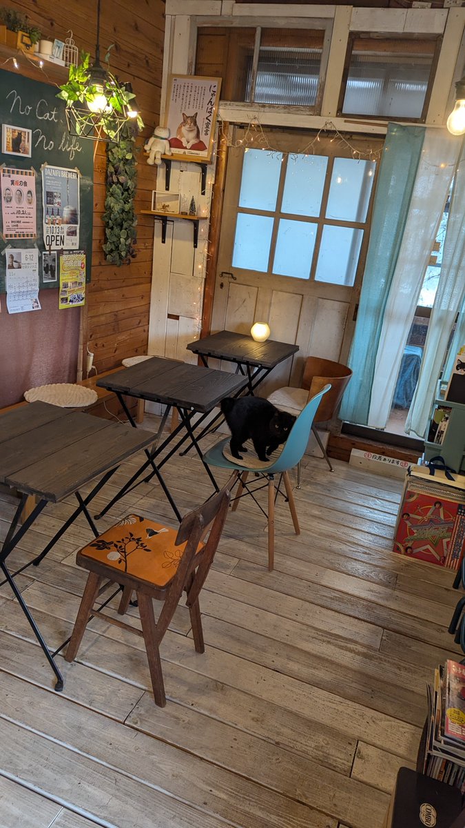 mituhikosaitei's tweet photo. 太宰府天満宮の近くの喫茶店にいたお猫様に手厚いもてなしをうけました🥰 https://t.co/eY07MMH1fU