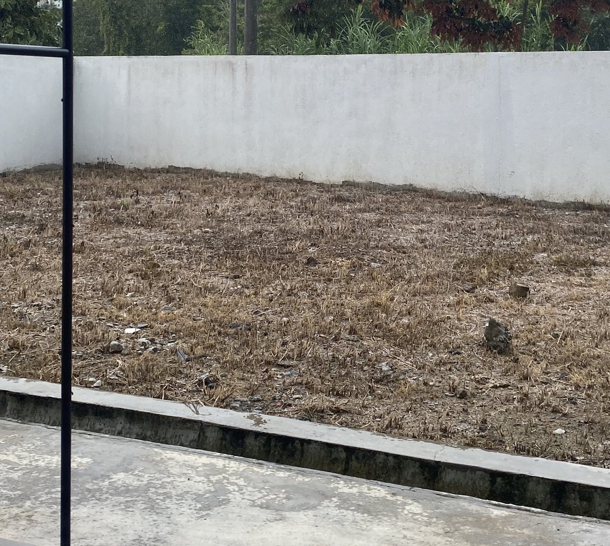 zeenginho's tweet photo. Selalu tengok lalu fyp pasal cina tabur tabur rxcun rumput. Kita try beli sebab penat nak angkat tong racun &amp; kalau hujan je racun tak effect. Alhamdulillah selepas 2 minggu hujan panas tabur je, kering kontang rumput 🤩 

https://t.co/DOVwgA9fjn https://t.co/jgWAMU6pjU
