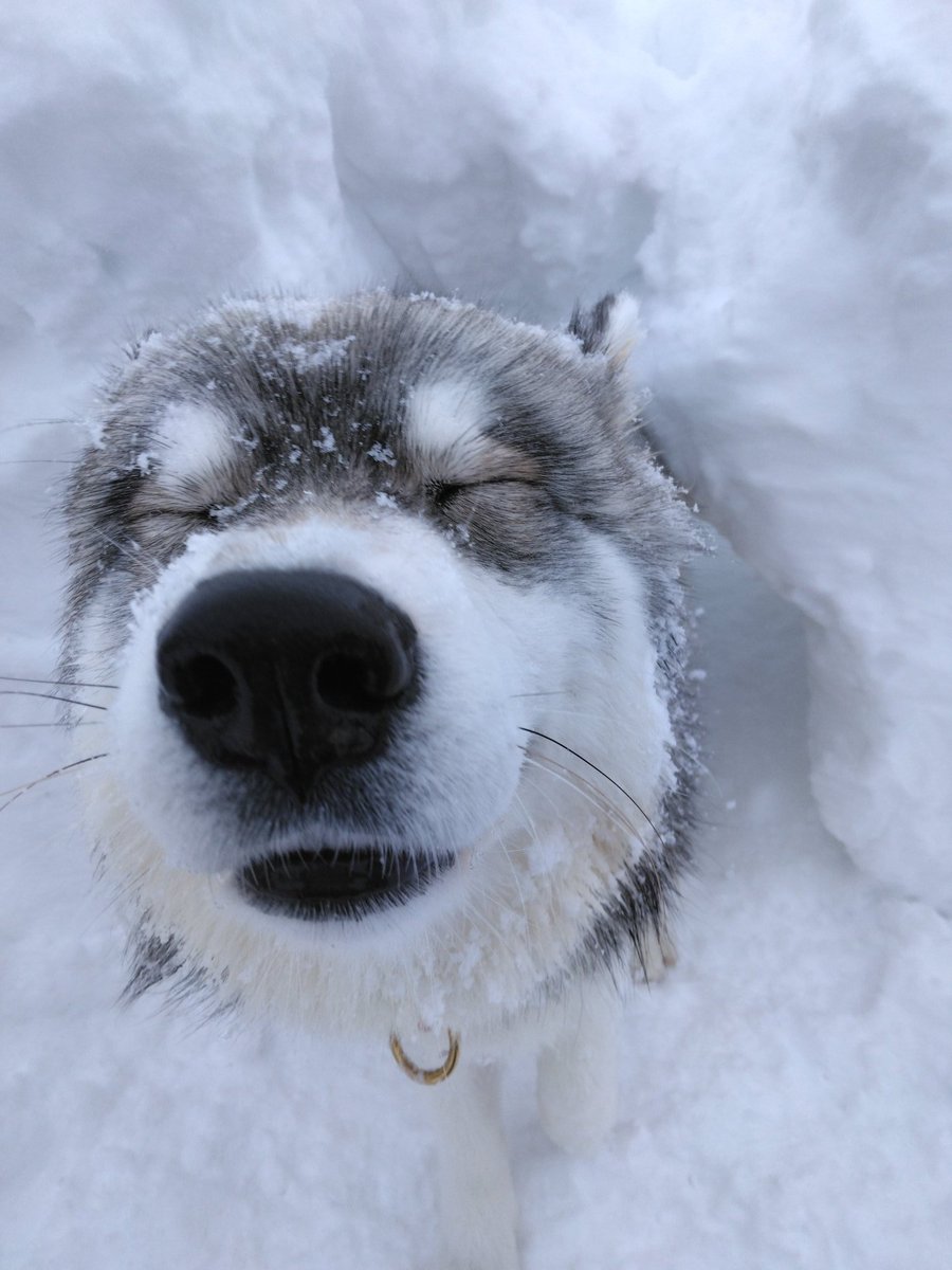 雪のトンネルから出てきたら　思いのほか眩しかったようで