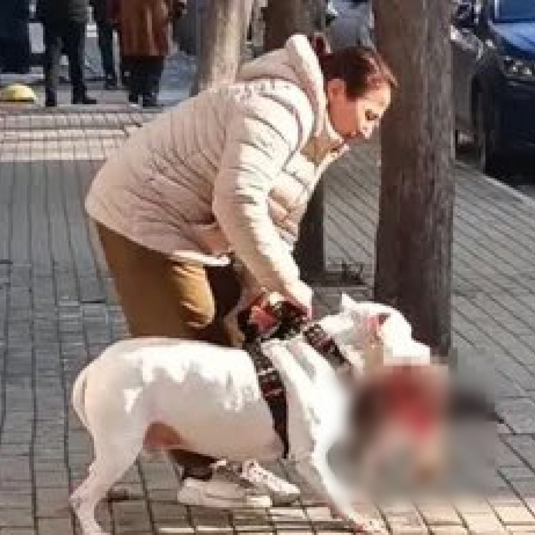 Avcılar'da kediyi parçalayan pitbull cinsi köpeğin sahibi tutuklanarak cezaevine gönderildi.