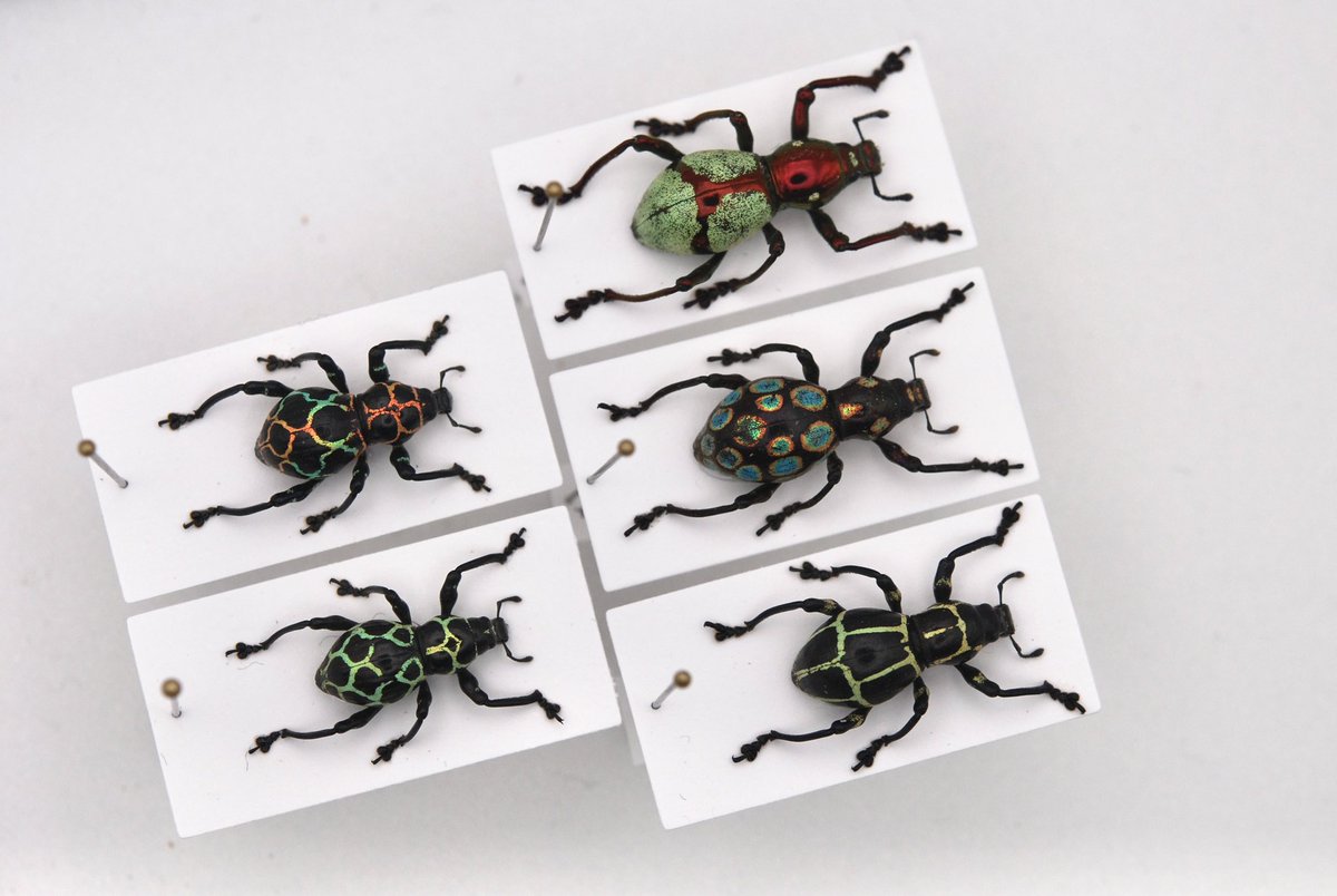insectport's tweet photo. 明けましておめでとうございます。

新年プレゼント企画🎁
抽選で一名様に「カタゾウムシ5頭セット」が当たります。

「参加します」コメント&amp;リポストで応募完了！今回も沢山のご応募お待ちしております。(1/7〆送料着払い)

イベントもいよいよ来月です！
皆さまのご来場心よりお待ちしております。 https://t.co/7nDHTa9p9C