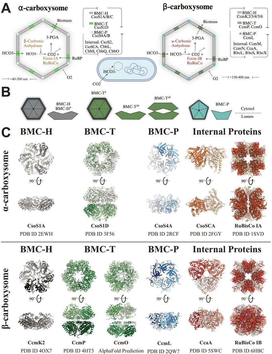 Carboxysomes: Nature's nanofactories for carbon fixation!
Our new review in Biotechnology Advances explores their structure, function, and potential to transform agriculture &amp; bioengineering for a sustainable future. 
📖 Open Access: doi.org/10.1016/j.biot…