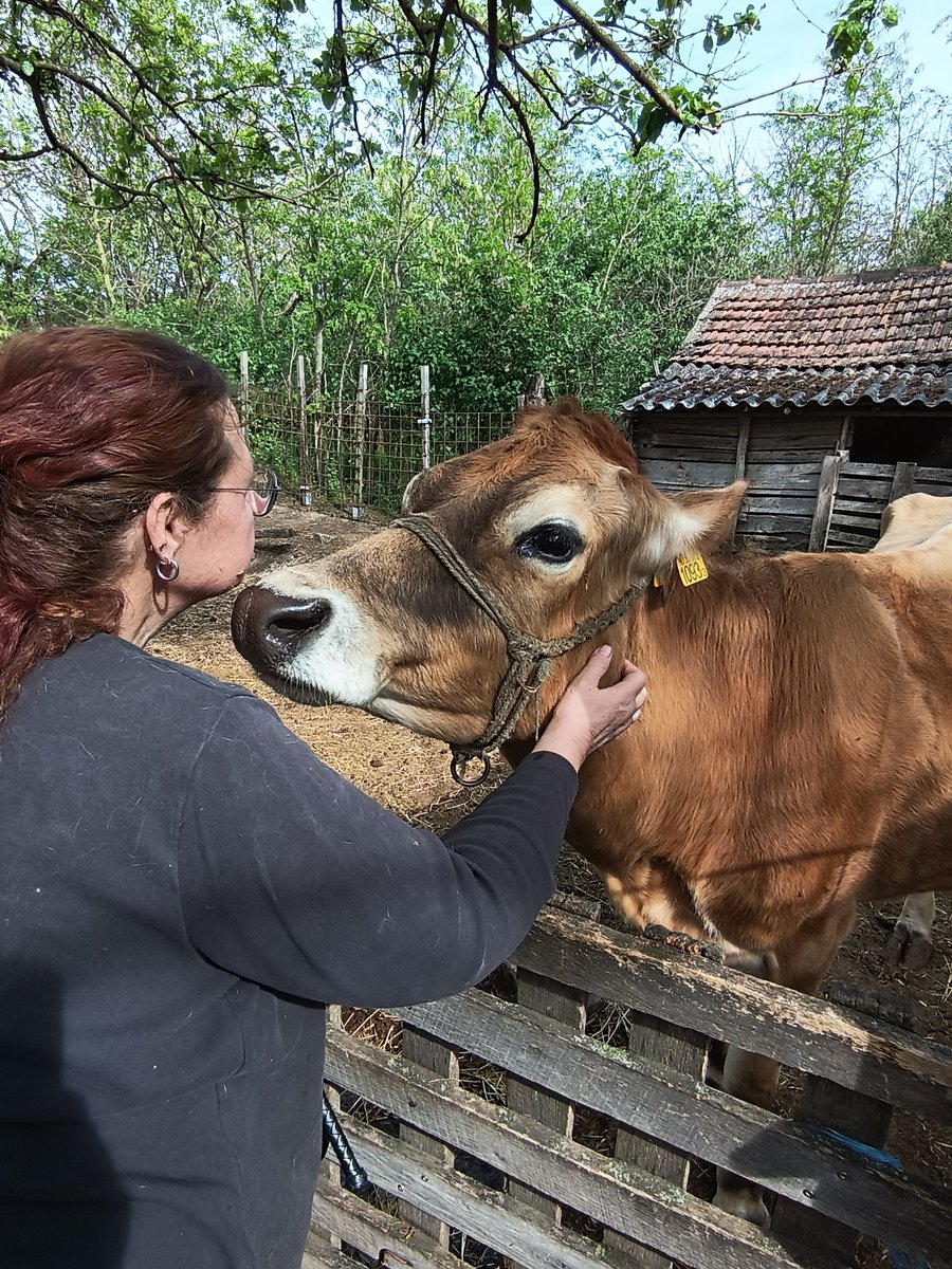 OPROEP!!!! Wie kan helpen om Milka bij een soort van koeien opvang onder te brengen.
Ik kan niet meer voor Milka zorgen ook niet als mijn voet heel is, de enige optie zou het slachthuis zijn maar dat had rene ook niet gewild, iemand opties HELP!!!😭😭😭