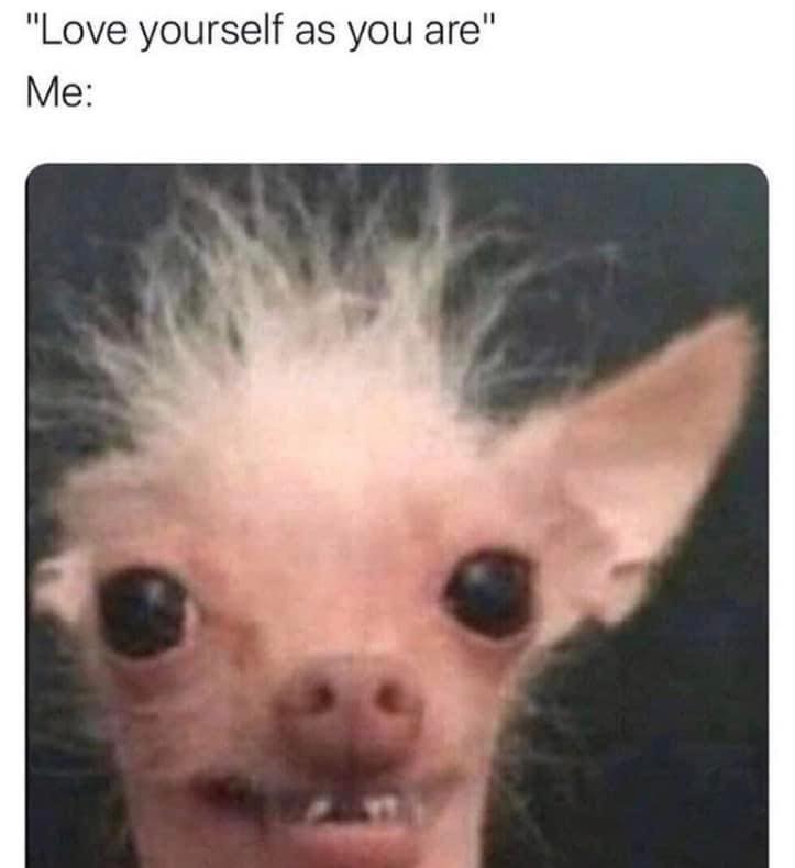 SpillTheMemes tweet picture