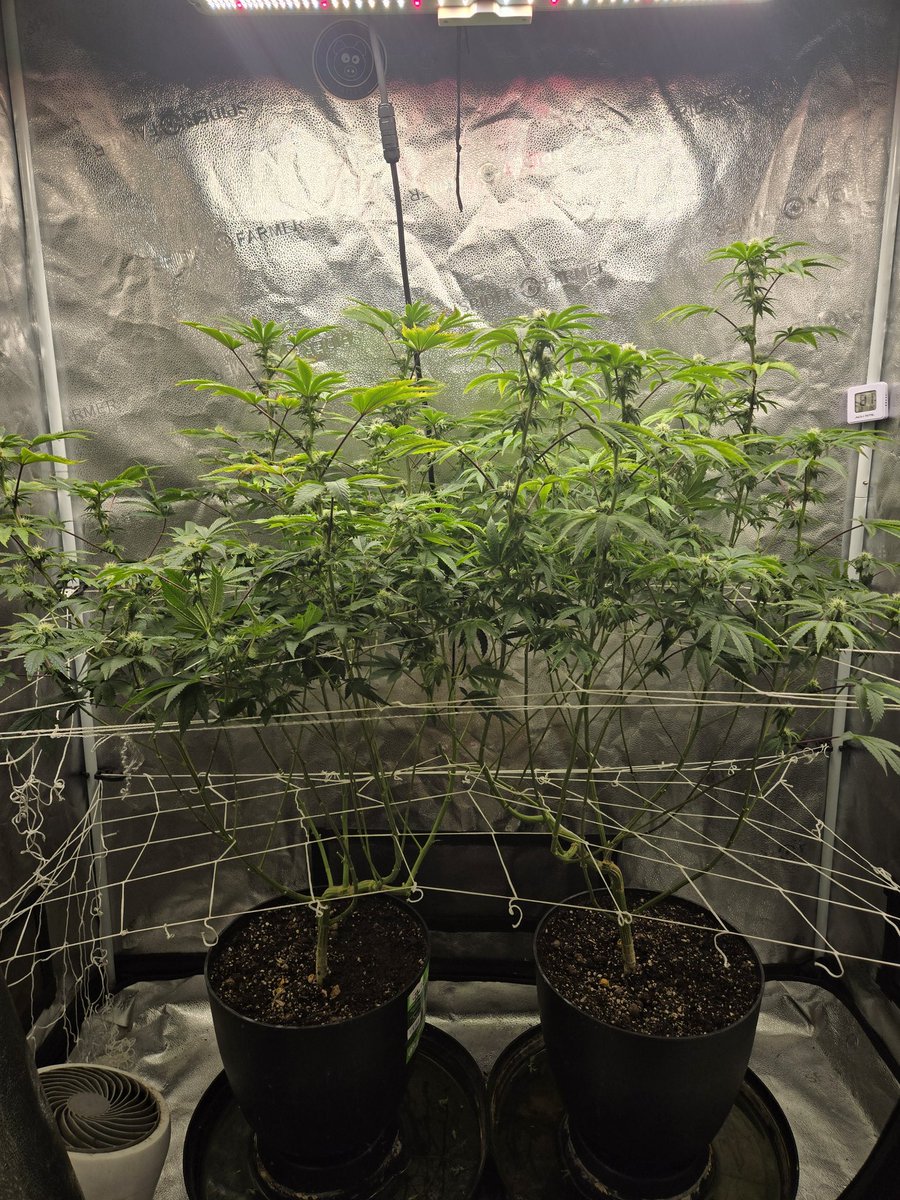 Terptomaniac by @lrishjake day 21 of flower. 
#cannabis #virginiaisforgrowers #cannaculture #Marijuana #cannabissociety #cannagrow #hightimes #spiderfarmer #smallbatchgrower #fuckcancer #weed #romulan #homegrower #meechgrows #skunkmagizine  #growmagizine