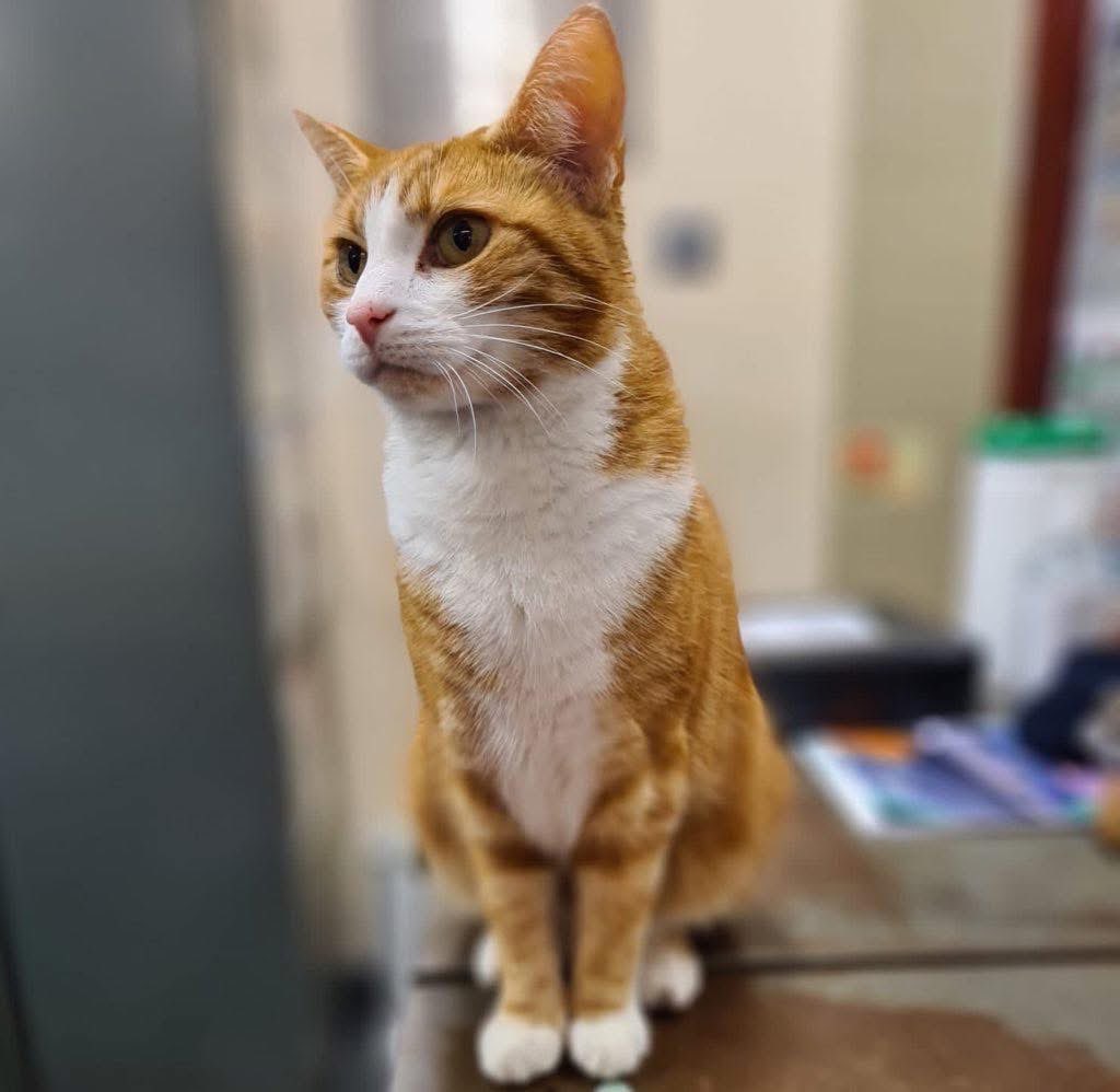 Good morning &amp; welcome to #Caturday 

  Be compassionate. 
The world is difficult enough for people, and you can make it a little easier with kindness

#cats #cats #Cat #CatsOnTwitter #CatsOfTwitter