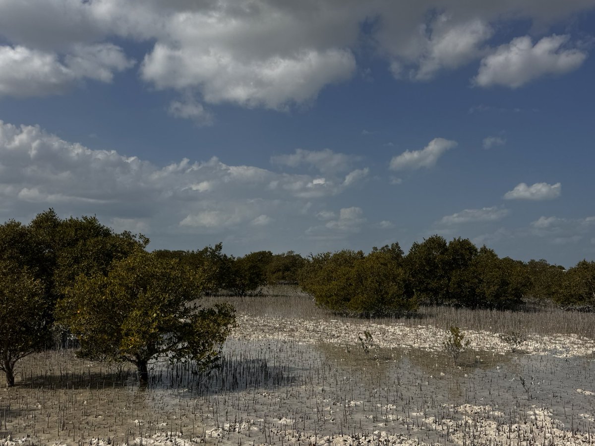 Anuj Saraswat (@theanujsaraswat) on Twitter photo It was a completely new experience of sampling in swampy mangroves with <a href="/Amit_Kumar_PhD/">Amit Kumar</a> . Excited to learn more about mangroves ecology in coming weeks and expecting some good results from this study.
#SaveSoil It was a completely new experience of sampling in swampy mangroves with <a href="/Amit_Kumar_PhD/">Amit Kumar</a> . Excited to learn more about mangroves ecology in coming weeks and expecting some good results from this study.
#SaveSoil