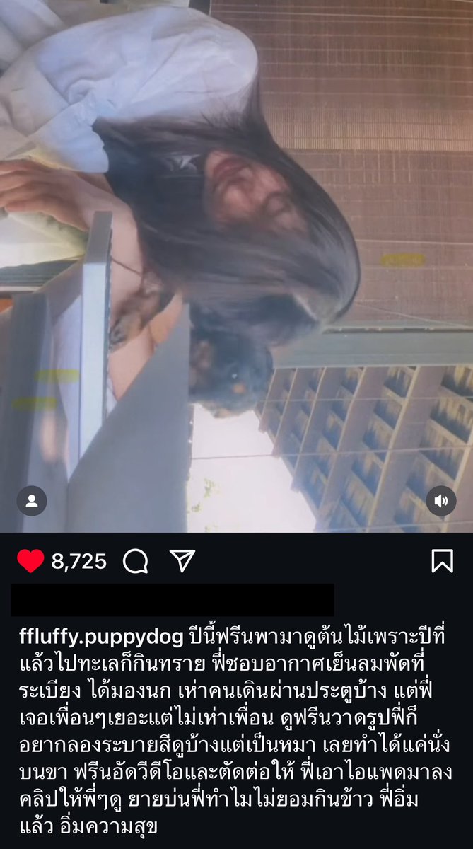 mamipenguin85's tweet image. #srchafreen and Fluffy 🐶

This year, Freen took me to see trees because last year we went to the beach and I ended up eating sand. Fy (I) loved the cool breeze on the balcony. I got to watch birds and occasionally barked at people walking past the door. But Fy met lots of…