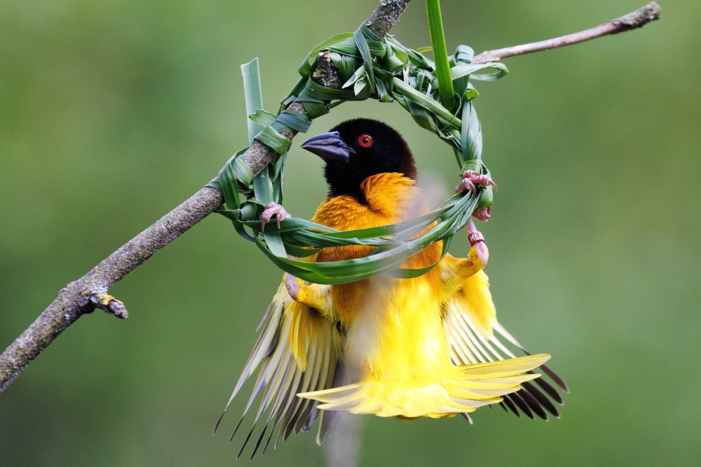 Fancy taking your career to new heights? 🐦

Learn more and apply: bit.ly/MarwellJobs

We’ve got two exciting opportunities to join our Birds team as an Animal Keeper and a Senior Animal Keeper. 

#Conservation #AnimalCare #Jobs