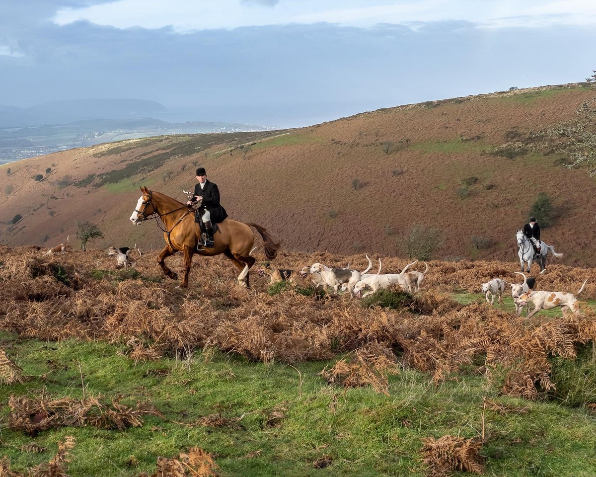 lurcherwork's tweet image. #foxhound #hound #keephunting #followhounds #workingdogs
