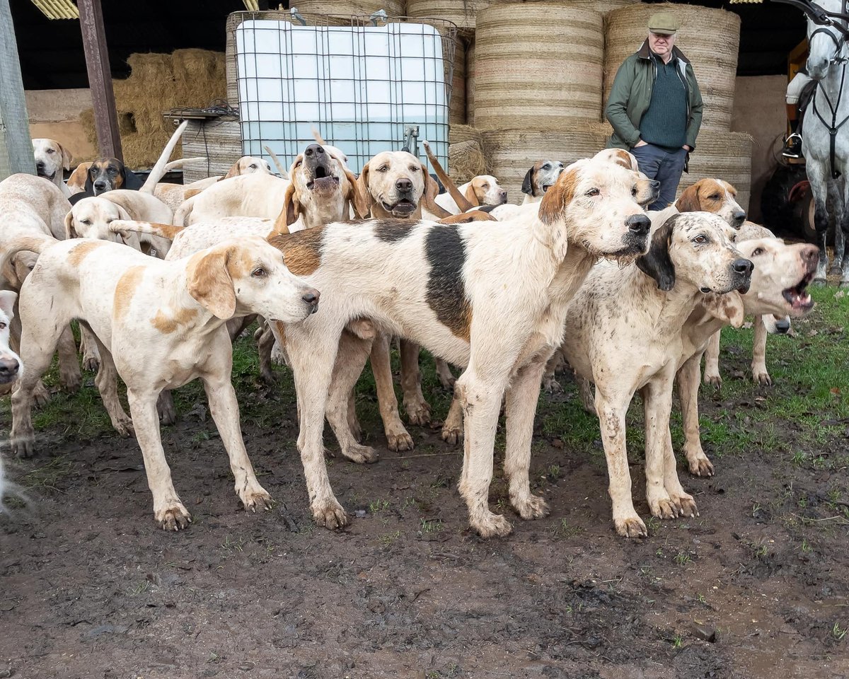 lurcherwork's tweet image. #foxhound #hound #keephunting #followhounds #workingdogs