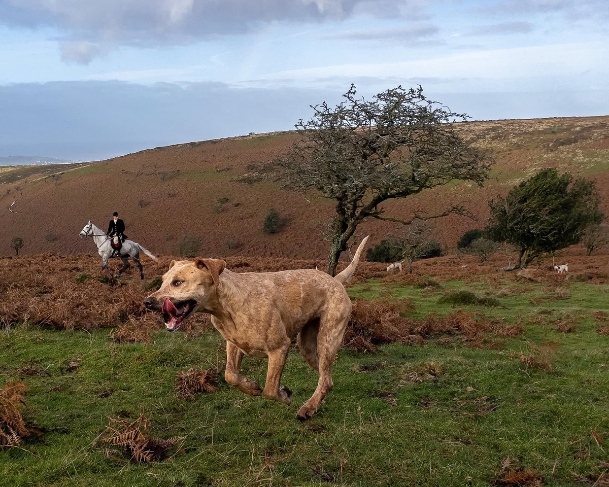 lurcherwork's tweet image. #foxhound #hound #keephunting #followhounds #workingdogs