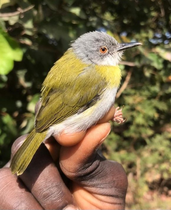 kartongbirdobs's tweet photo. Our first ringing session at a new site in Kartong produced some excellent birds. Star bird was a Yellow-breasted Apalis. This species is very localised in The Gambia, and we ring only a few each year. Many thanks to Sunkaru Touray @stouraymd for permission to operate here. https://t.co/3w5FkQRkhP
