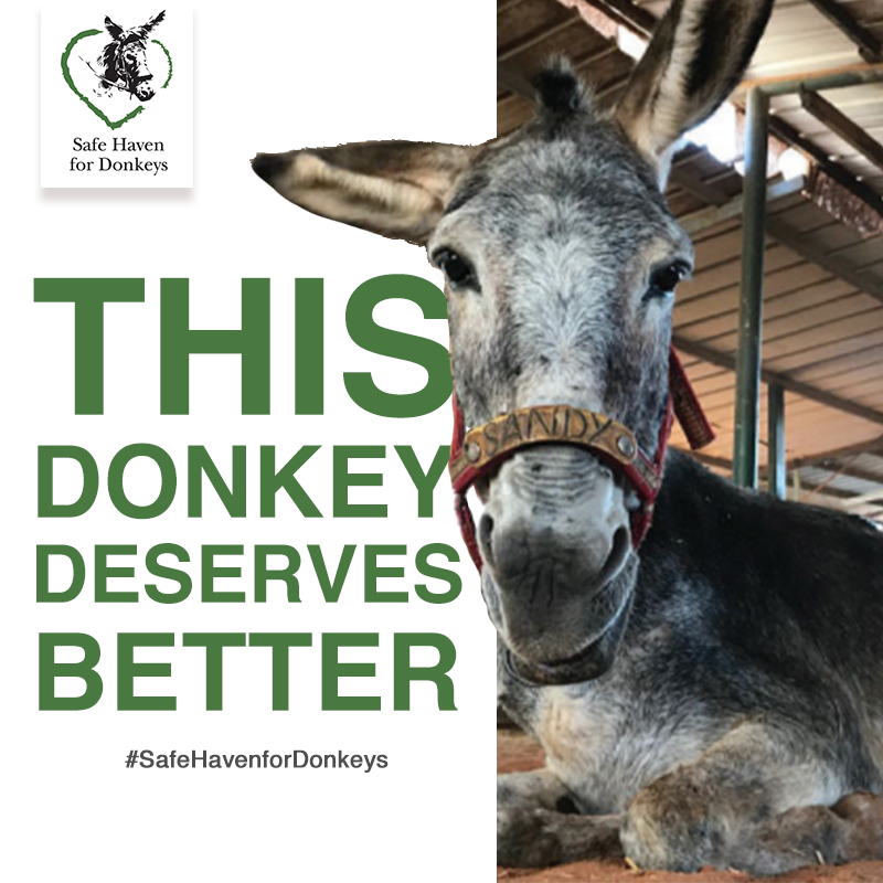 Donkeys deserve better, they really do.  Please make a donation today to help us provide a home for life for the 180 donkeys at our sanctuary in Israel and shelter in the West Bank.  Thank you 😍  ow.ly/rCaR50UrfOl