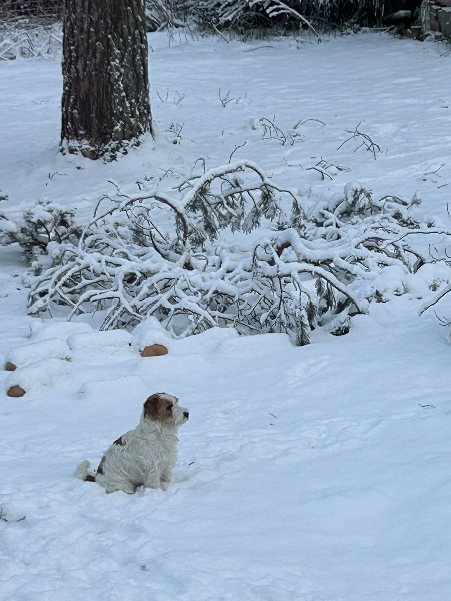 TuijaVirtanen's tweet photo. Hyvää huomenta 🤗
Aamukahvi juotu ☕️
Rempparyhmän aamupalat tehty (ja maistuivat)
Koirat ulkoilleet pihalla 
Kylppärin hyllykkö seinälle > asentamaan hyllyjä, purkit hyllyille 💪
Hallilla alkaa valaistuksen uudistus kun sähkärit saapuu 💡
#remppa #muutto #box #käenpesä https://t.co/BXcLITVhNA