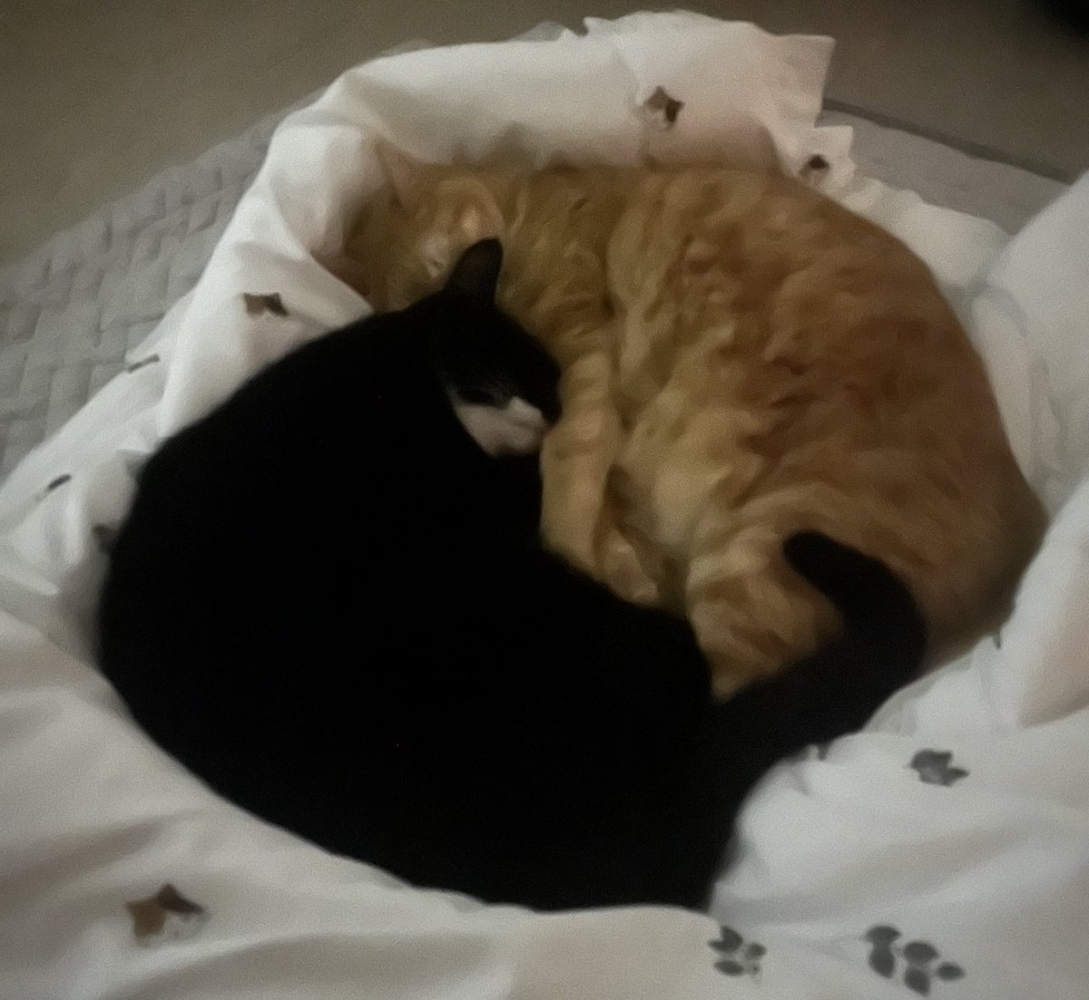 울음따발총🤦‍♂️ 약밥임자🐱 tweet media