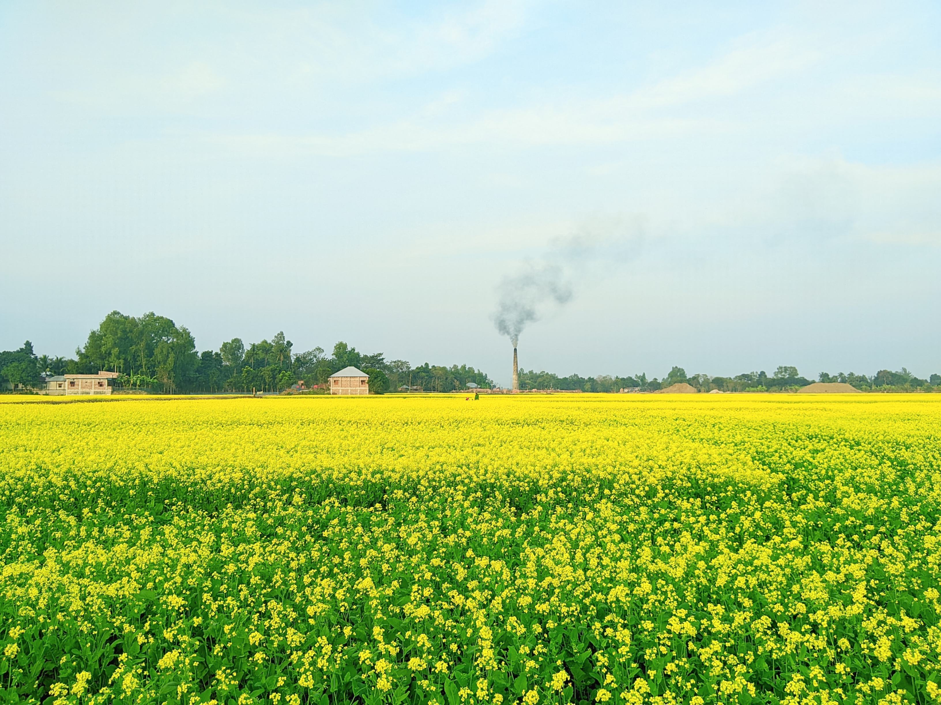 নওগাঁয় মাঠ জুড়ে সরিষা ফুলে হলুদের সমারোহ