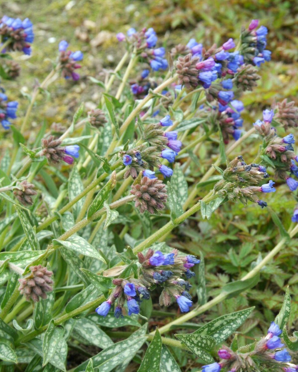De eerste bloeiers komen eraan! Sneeuwklokjes, kerstroos en andere vroege vaste planten zijn een teken dat de lente dichtbij is. 🌸❄️ im.nu/uw3gt4 #EersteBloeiers #TuinHoop #Pulmonaria #VastePlanten #PerennialPower