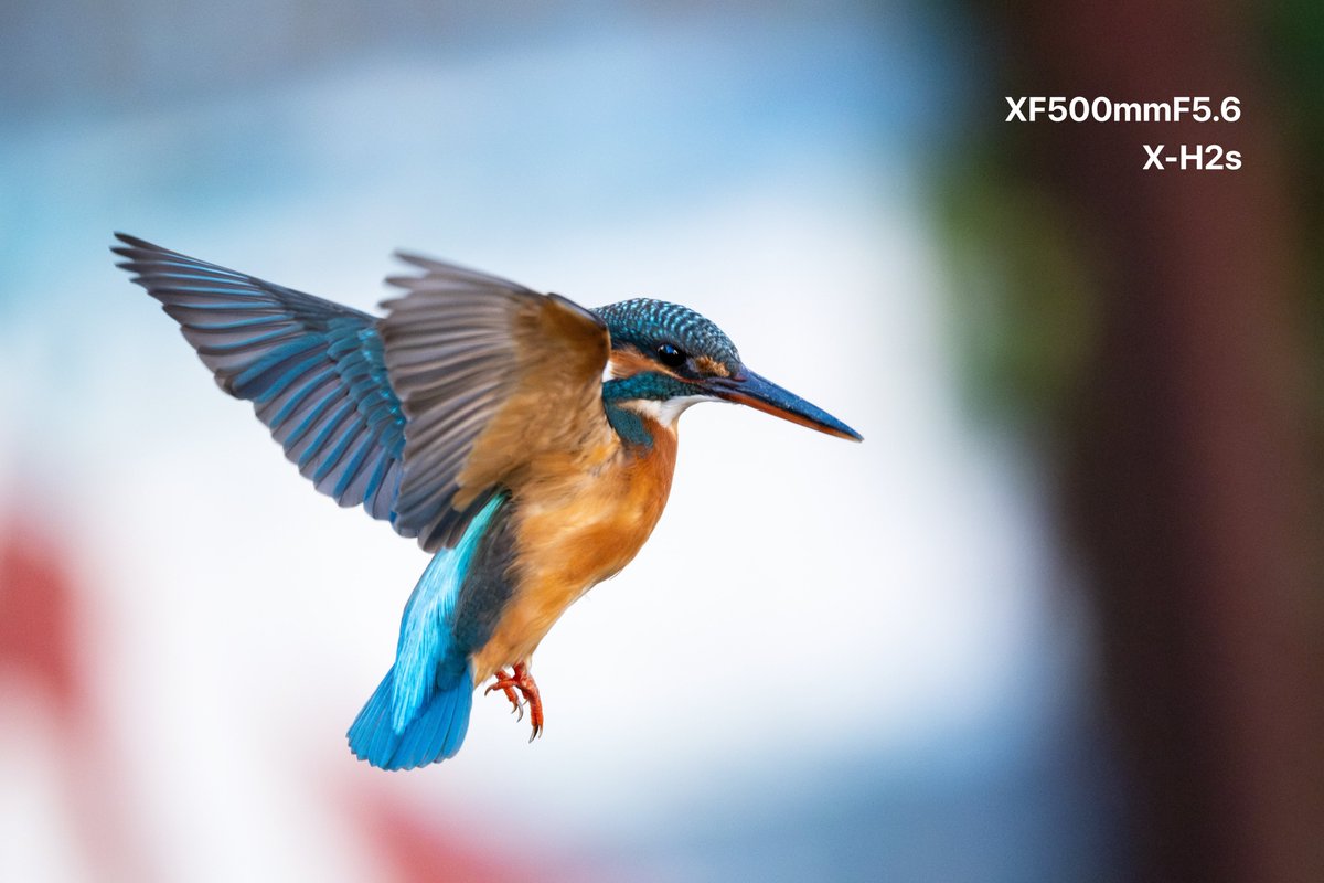 ピロリ@富士フイルムが好き (@fujifuji_fave) / Posts / X