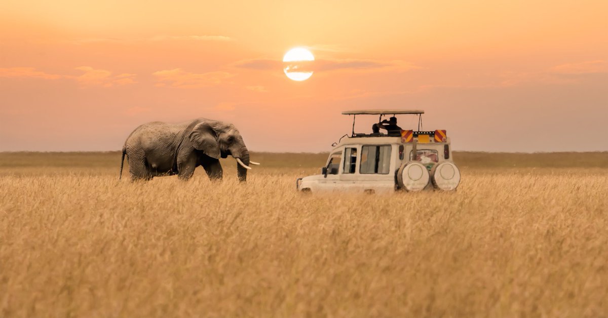 KingsSafaris's tweet photo. Do you want to make your travel experiences meaningful &amp; responsible in 2025 ? Pick the right destination to traveling light &amp; smart.
https://t.co/gsUf2rworY https://t.co/f3ikTpIwon