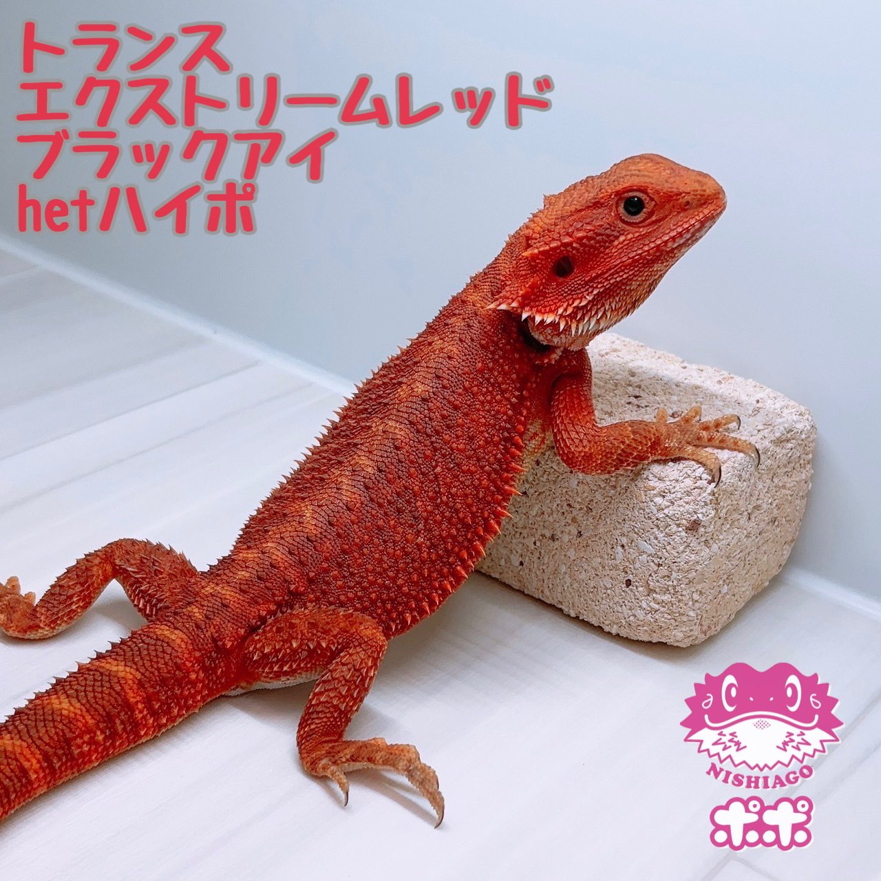 爬虫類ケージ ポポのケージ 用品セット 中古
