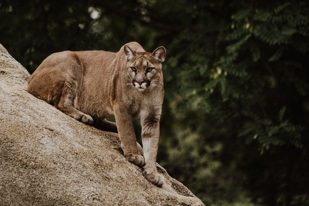 Population growth is driving our animals to extinction. Since 1970, the global human population has increased from 3.7 bn to over 8 bn. In the same time frame, global #wildlife populations have plummeted by 73% on average. 
ow.ly/BgJe50UuOV9