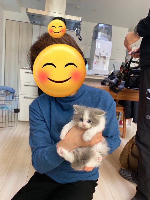 20日後に実家に来る猫 