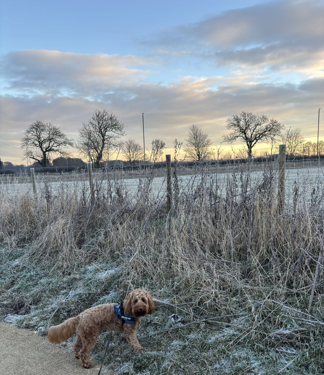 Lovely frosty morning walk with the pupster 🐶