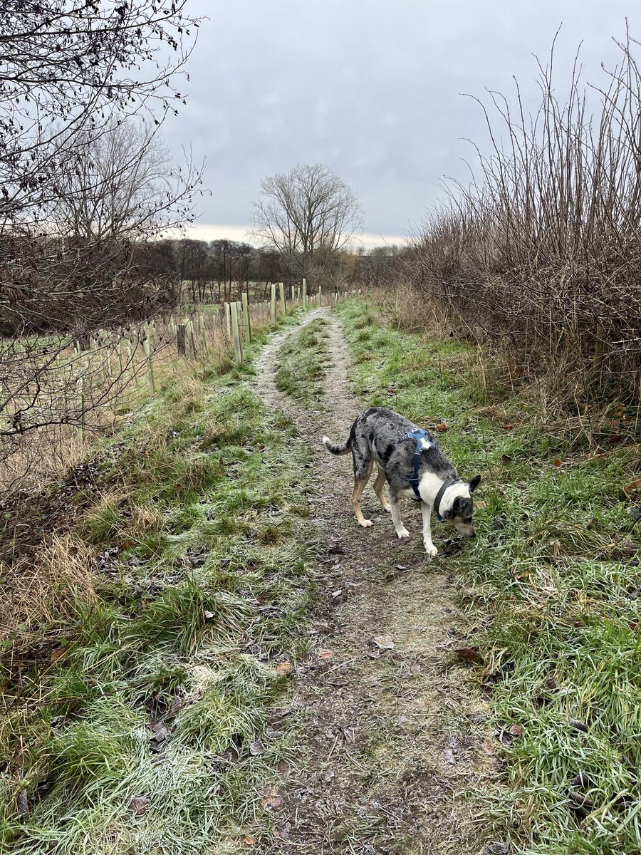 suebolter's tweet photo. #morning #walkies #dog #sniffs https://t.co/itwzGJ9bp3