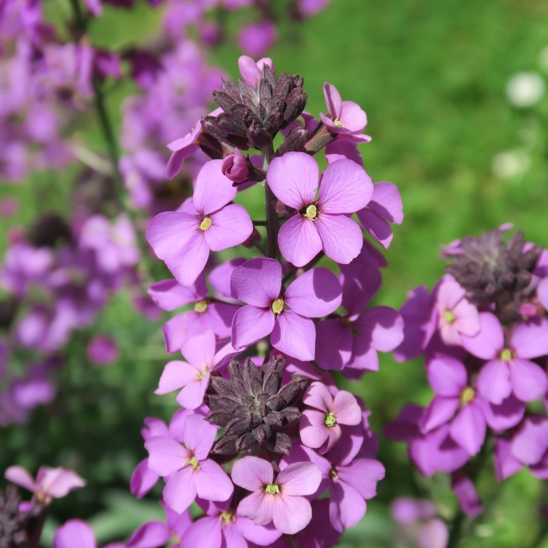 Vaste_Tuinplant's tweet photo. Zo, hรฉ! Deze bloeit lang!
Erysimum โBowles Mauveโ (Muurbloem) bloeit van april t/m september en zorgt voor een prachtig, kleurrijk accent in je tuin. Perfect voor de border รฉn rotstuin! https://t.co/GD7aFAYHQ6
#Muurbloem #Doorbloeier #TuinTips #VastePlanten https://t.co/6p6nqdLEQX