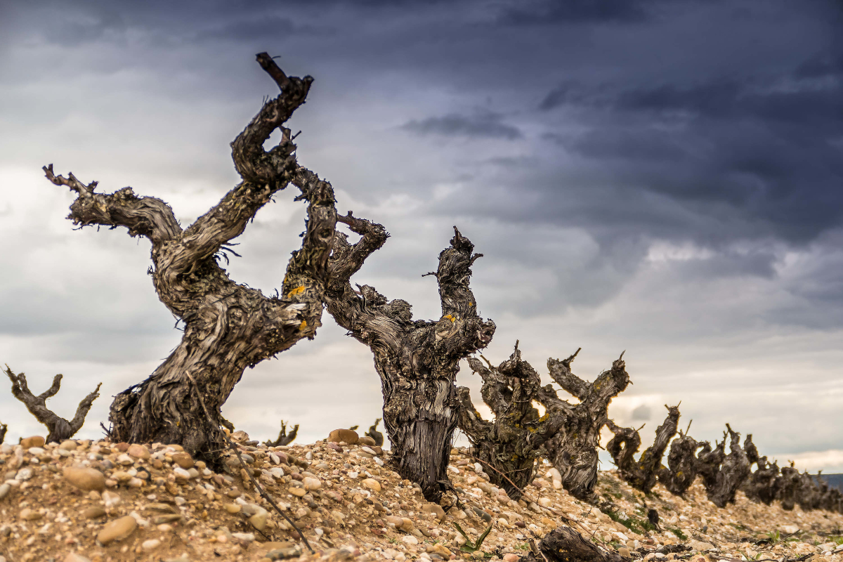 Desde las frías tierras de Soria hasta los suaves valles de Segovia, o el trascurrir del río por Burgos y Valladolid, la Ribera del Duero es un mosaico de paisajes que dan lugar a vinos únicos. ¡Cada provincia tiene su propio carácter! 🍇🌾 #ViñedosDeRibera #TerruñoDeRibera