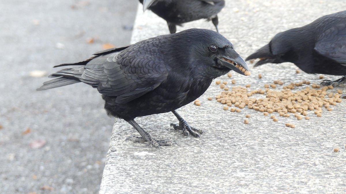 Jason Cann tweet media