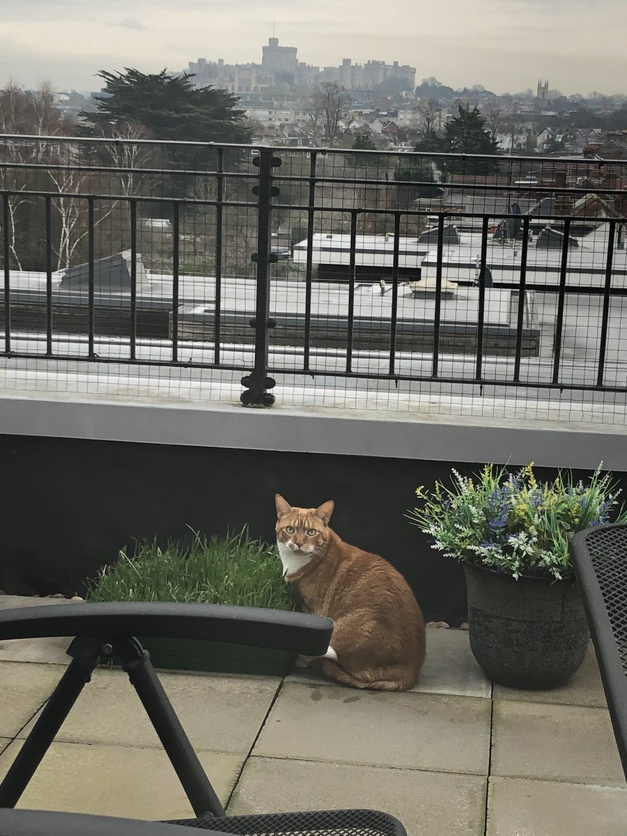 LetsWindsor's tweet photo. #Winter #WindsorCastle #Cats #LetsWindsor #MerlinArthur Lets Windsor Visit Stay https://t.co/0QwhXwJ7oo https://t.co/zPPcPB0n6y